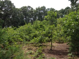 The site of Pilgrim House does not want for trees any longer